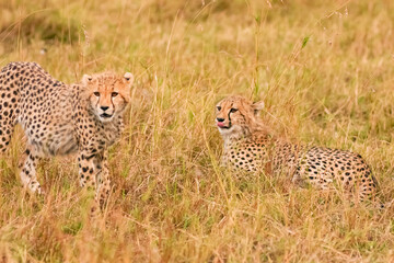 Guépard Acinonyx Jubatus Masaï Mara Afrique Kenya
