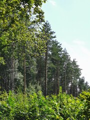 Fototapeta premium trees in the forest