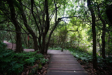 a refreshing summer forest with a walkway