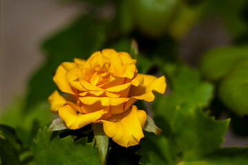 Beautiful yellow roses in the garden, roses for Valentine's Day or birthday.