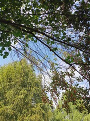 trees in the forest