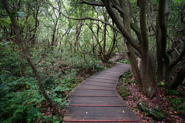 footpath in the woods, with vines and old trees