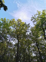 trees and sky