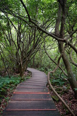footpath in the woods, with vines and old trees