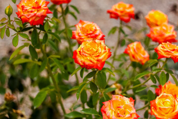 Beautiful yellow roses in the garden, roses for Valentine's Day or birthday.