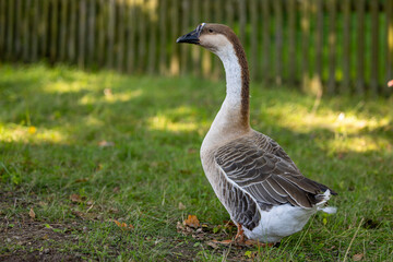 humanoid goose with a black beak and gray feathers against the background of green grass and a...