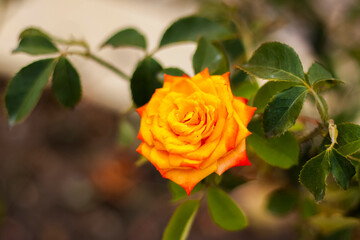 Beautiful yellow roses in the garden, roses for Valentine's Day or birthday.