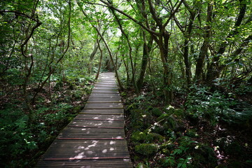 a refreshing summer forest with a walkway