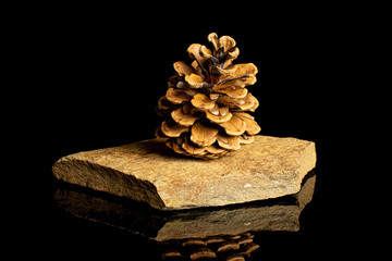 One whole beautiful pine cone on flat rock isolated on black glass