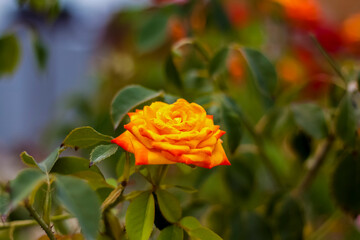 Beautiful yellow roses in the garden, roses for Valentine's Day or birthday.