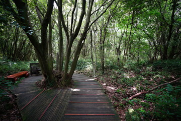 a refreshing summer forest with a walkway