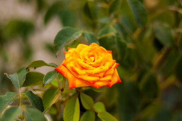 Beautiful yellow roses in the garden, roses for Valentine's Day or birthday.