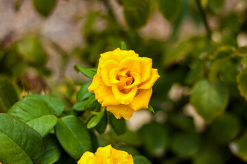 Beautiful yellow roses in the garden, roses for Valentine's Day or birthday.