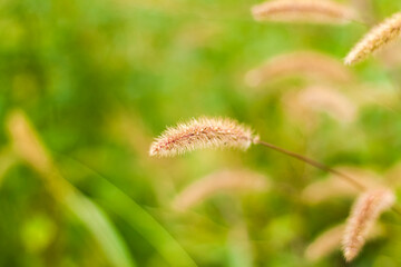 Meadow field with fluffy grass. Summer spring natural landscape. Green landscape background for a postcard, banner or poster.