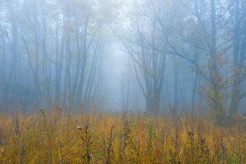 autumn red dry forest in dense mist, autumn natural background
