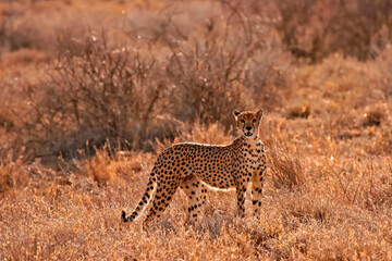 Guépard Acinonyx Jubatus Masaï Mara Afrique Kenya