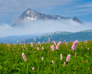 Fototapeta na wymiar green mountain valley with flowers, natural travel background