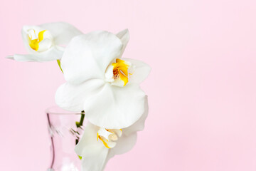 Beautiful orchids in a vase on a pink background. phalaenopsis close-up. Banner, panorama with space for text.