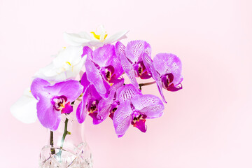 Beautiful orchids in a vase on a pink background. phalaenopsis close-up. Banner, panorama with space for text.