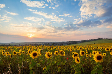 Sunflower sunset on the south downs near Woodingdean, Brighton, east Sussex