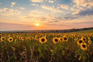 Sunflower sunset on the south downs near Woodingdean, Brighton, east Sussex