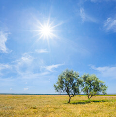Fototapeta na wymiar pair of green trees among dry prairie at the hot sunny day