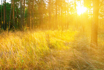 Fototapeta na wymiar forest glade in light of sparkle sun, natural background