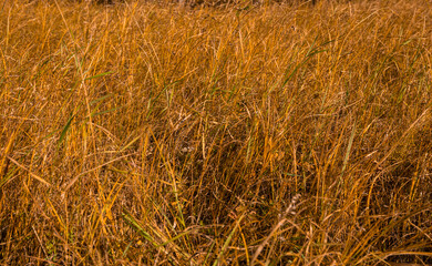 yellowed grass in autumn meadow 