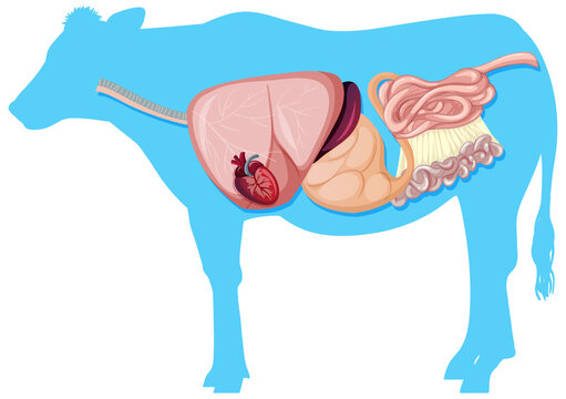 Internal anatomy of cow with organs