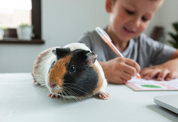 Young pupil making his homework with his friend guinea pig  at the desk in home