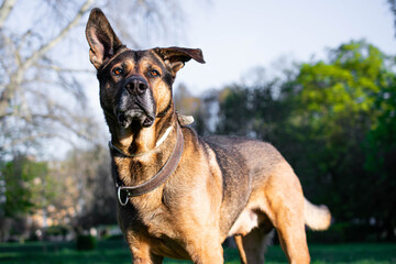 German shepherd alerted dog in park