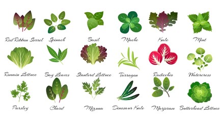 Leaves herbs culinary
