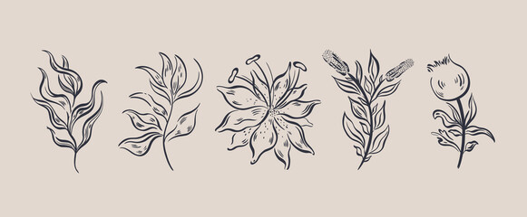 Plant nature hand drawn set. Floral botanical element.Elegante vintage style.Isolated in white background.