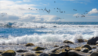 Wide angle view with a large flock of CanvasBacks ducks flying over  the wild sea with beautiful sky, waves and stones on the wonderful Canary Island  La Gomera in Spain in  Europe in spring; 