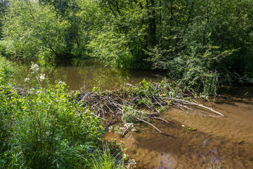 Beaver dam of branches in a stream