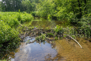 Beaver dam of branches in a stream