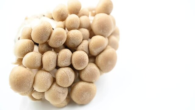 The brownish-white shimeji mushrooms are spinning and moving on a white background with copy space