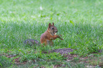Squirrel eats a bump on the grass