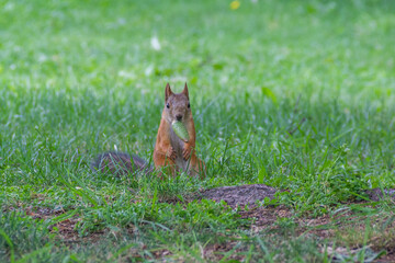 Squirrel eats a bump on the grass