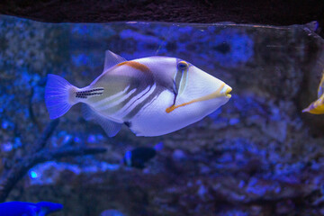 Large tropical fish in the aquarium