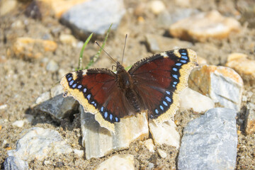 Black butterfly sits on rocks