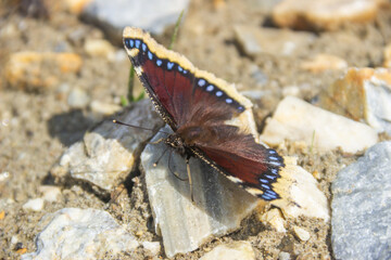 Black butterfly sits on rocks