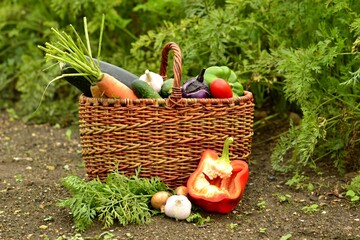 Vegetable autumn still life (harvest)