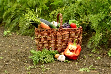 Vegetable autumn still life (harvest)