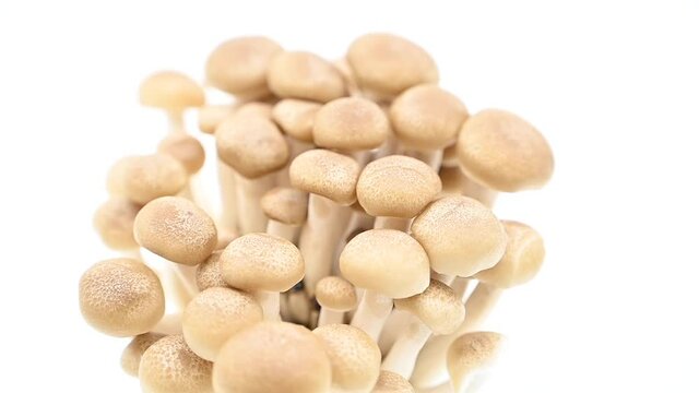 The brownish-white shimeji mushrooms are spinning and moving on a white background with copy space