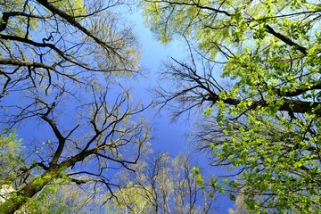 Triangle of tree branches against the blue sky