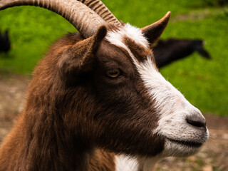 close up of a goat