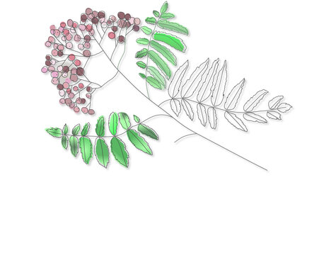 Rowan branch

