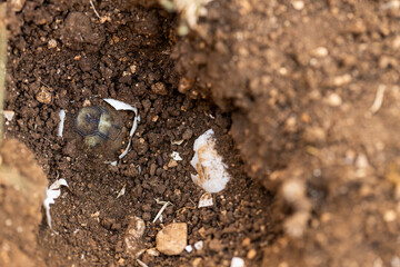 A small turtle is born out of its egg, eyes looking at the sky in its natural habitat. Newborn cute little animals.