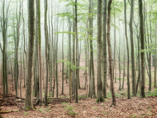 Beech Forest with Thick Fog